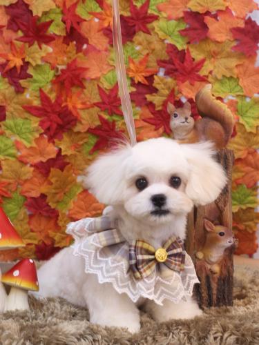 20241121とろろちゃん